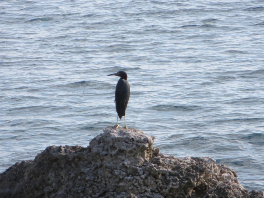Name:  IMG_0112.jpg
Views: 708
Size:  94.6 KB