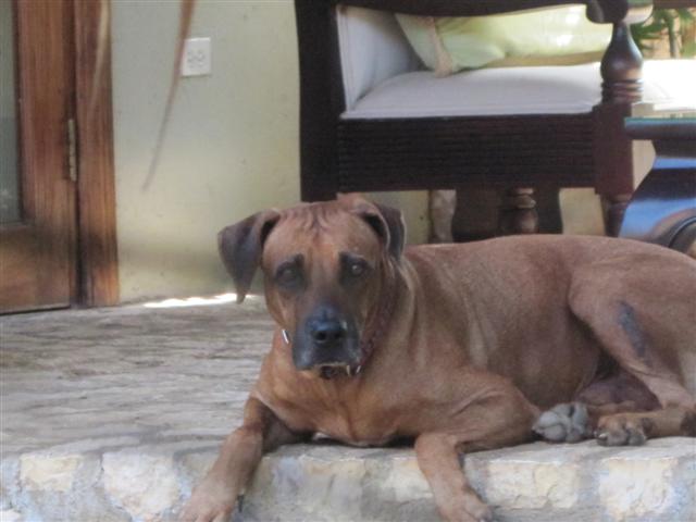 Click image for larger version. 

Name:	Jamaica June 2011 - 169 (Small).jpg 
Views:	499 
Size:	38.8 KB 
ID:	2363