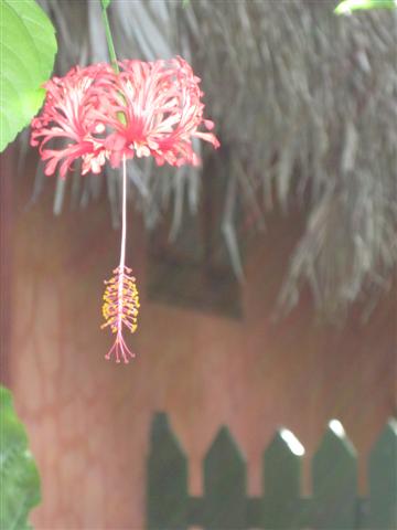 Click image for larger version. 

Name:	Jamaica June 2011 - 138 (Small).jpg 
Views:	506 
Size:	23.5 KB 
ID:	2367