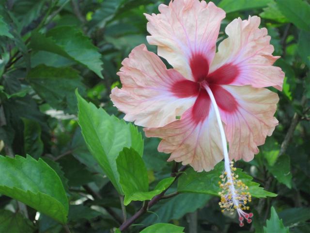 Click image for larger version. 

Name:	Jamaica June 2011 - 145 (Small).jpg 
Views:	509 
Size:	48.0 KB 
ID:	2368