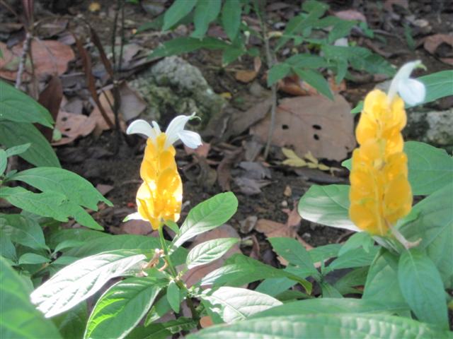 Click image for larger version. 

Name:	Jamaica June 2011 - 159 (Small).jpg 
Views:	512 
Size:	55.6 KB 
ID:	2373