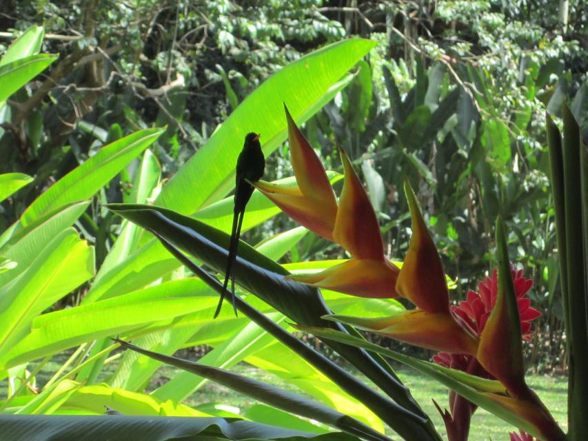 Name:  Jamaica Feb 2013 043.jpg
Views: 720
Size:  95.8 KB