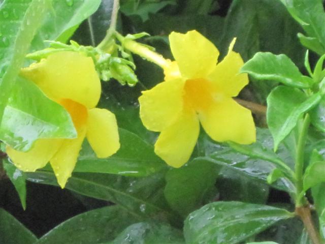 Click image for larger version. 

Name:	Jamaica June 2011 - 288 (Small).jpg 
Views:	993 
Size:	45.4 KB 
ID:	2429