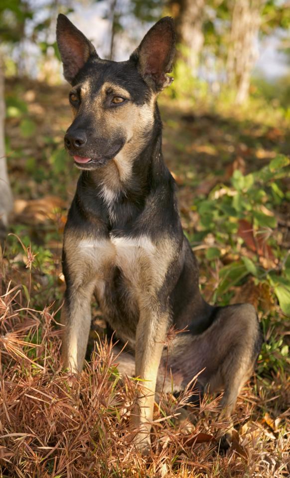 Name:  Andre's dog.jpg
Views: 1066
Size:  100.0 KB