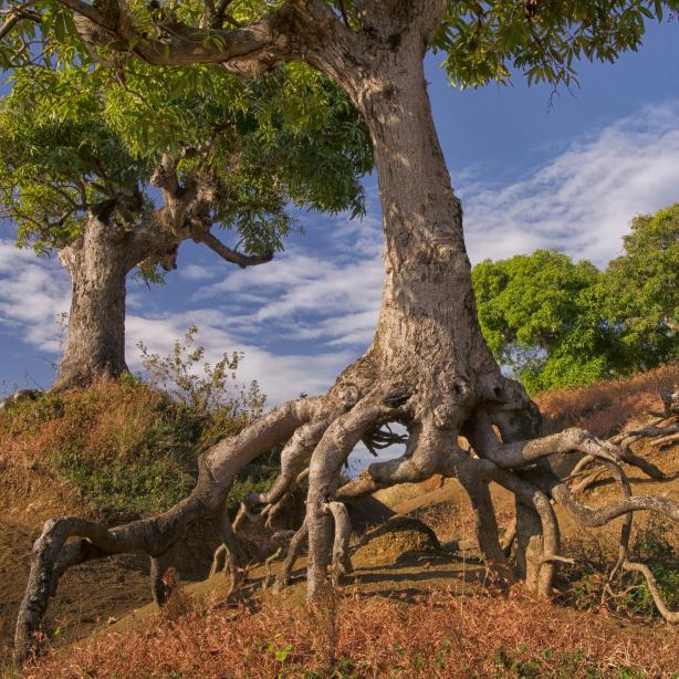 Name:  interesting roots.jpg
Views: 1104
Size:  97.1 KB