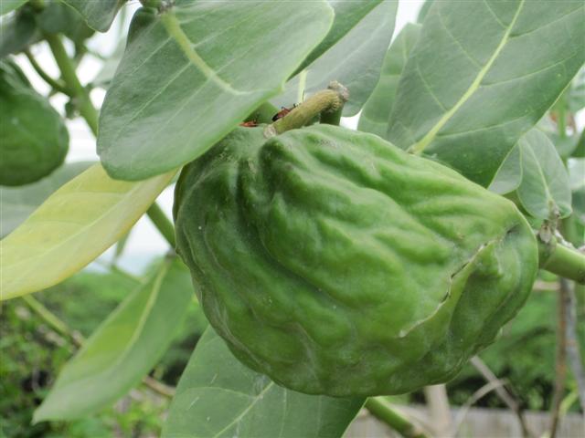 Click image for larger version. 

Name:	Jamaica June 2011 - 325 (Small).jpg 
Views:	957 
Size:	43.3 KB 
ID:	2437