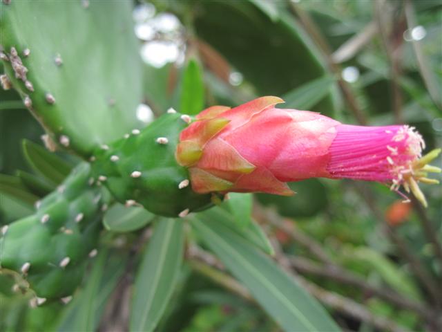 Click image for larger version. 

Name:	Jamaica June 2011 - 316 (Small).jpg 
Views:	925 
Size:	38.2 KB 
ID:	2442