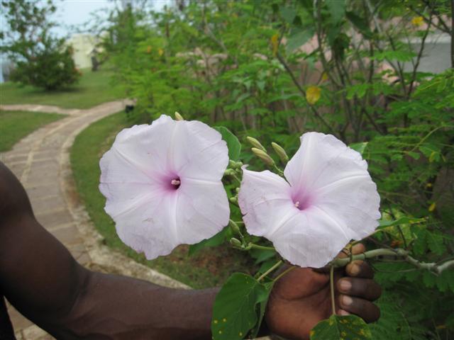 Click image for larger version. 

Name:	Jamaica June 2011 - 328 (Small).jpg 
Views:	1010 
Size:	47.2 KB 
ID:	2448