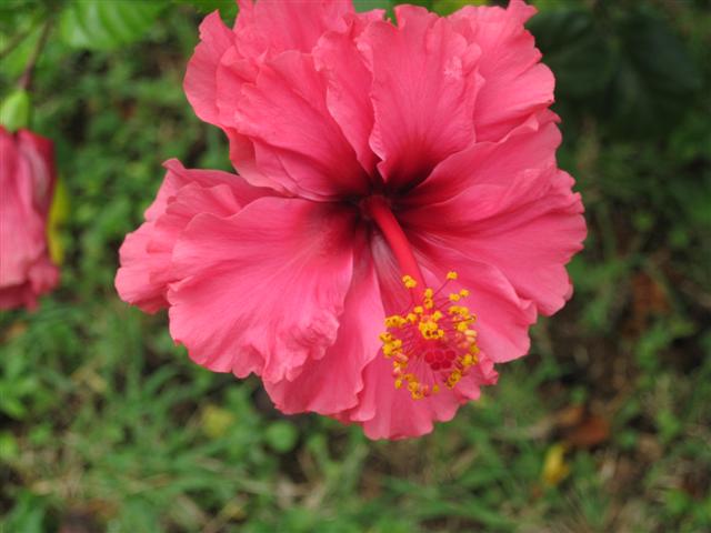 Click image for larger version. 

Name:	Jamaica June 2011 - 330 (Small).jpg 
Views:	976 
Size:	42.5 KB 
ID:	2449