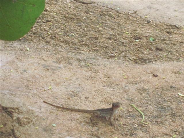 Click image for larger version. 

Name:	Jamaica June 2011 - 348 (Small).jpg 
Views:	1049 
Size:	69.1 KB 
ID:	2458