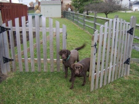 Name:  Sadie & Chance.jpg
Views: 546
Size:  51.8 KB