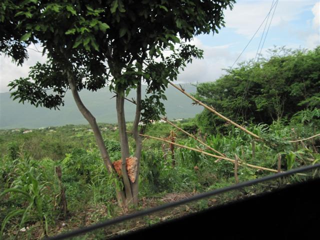 Click image for larger version. 

Name:	Jamaica June 2011 - 437 (Small).jpg 
Views:	902 
Size:	68.7 KB 
ID:	2474