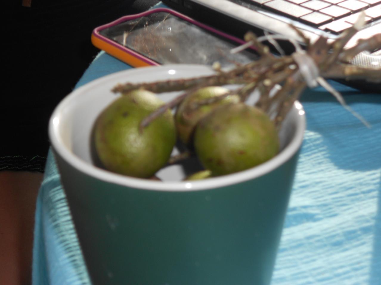 Name:  DSCN1373.jpg
Views: 635
Size:  76.1 KB