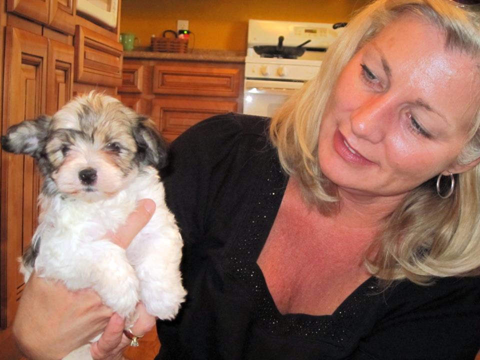 Name:  maltipoo.jpg
Views: 12278
Size:  75.4 KB