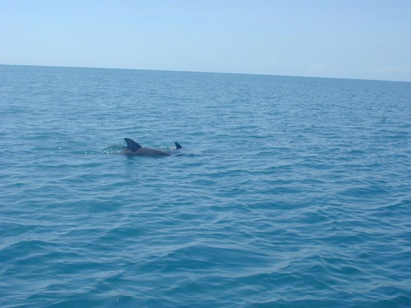 Name: Dolphins.jpg
Views: 323
Size: 52.9 KB