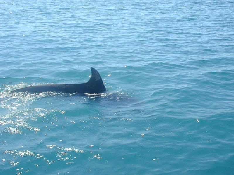 Name:  Dolphin.jpg
Views: 227
Size:  73.9 KB
