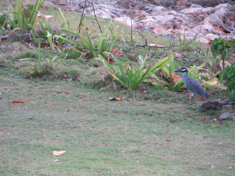 Name:  Jamaica 2013 b 028.jpg
Views: 366
Size:  98.0 KB