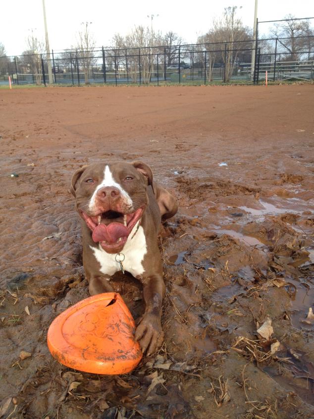 Name:  artie mud.jpg
Views: 2873
Size:  96.5 KB