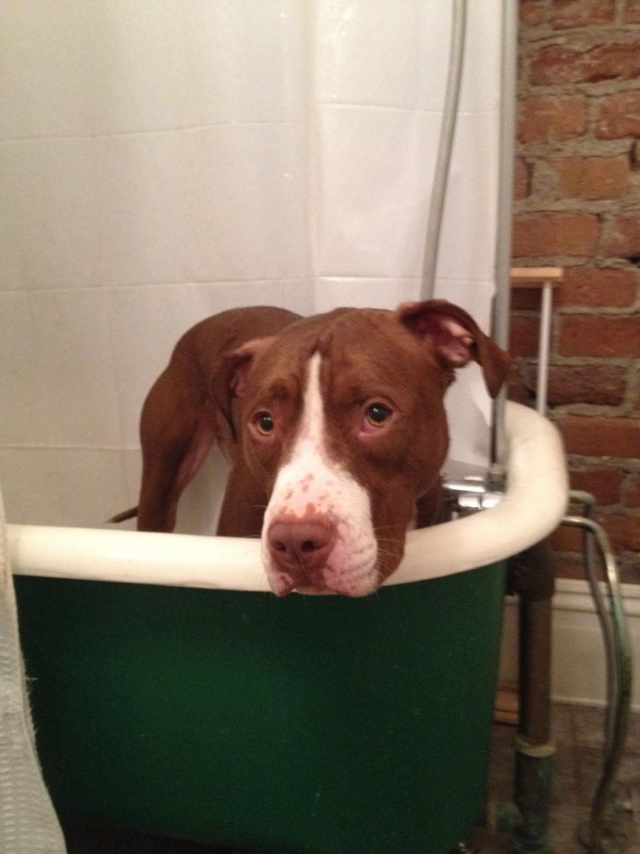 Name:  artie bath.jpg
Views: 2878
Size:  97.3 KB