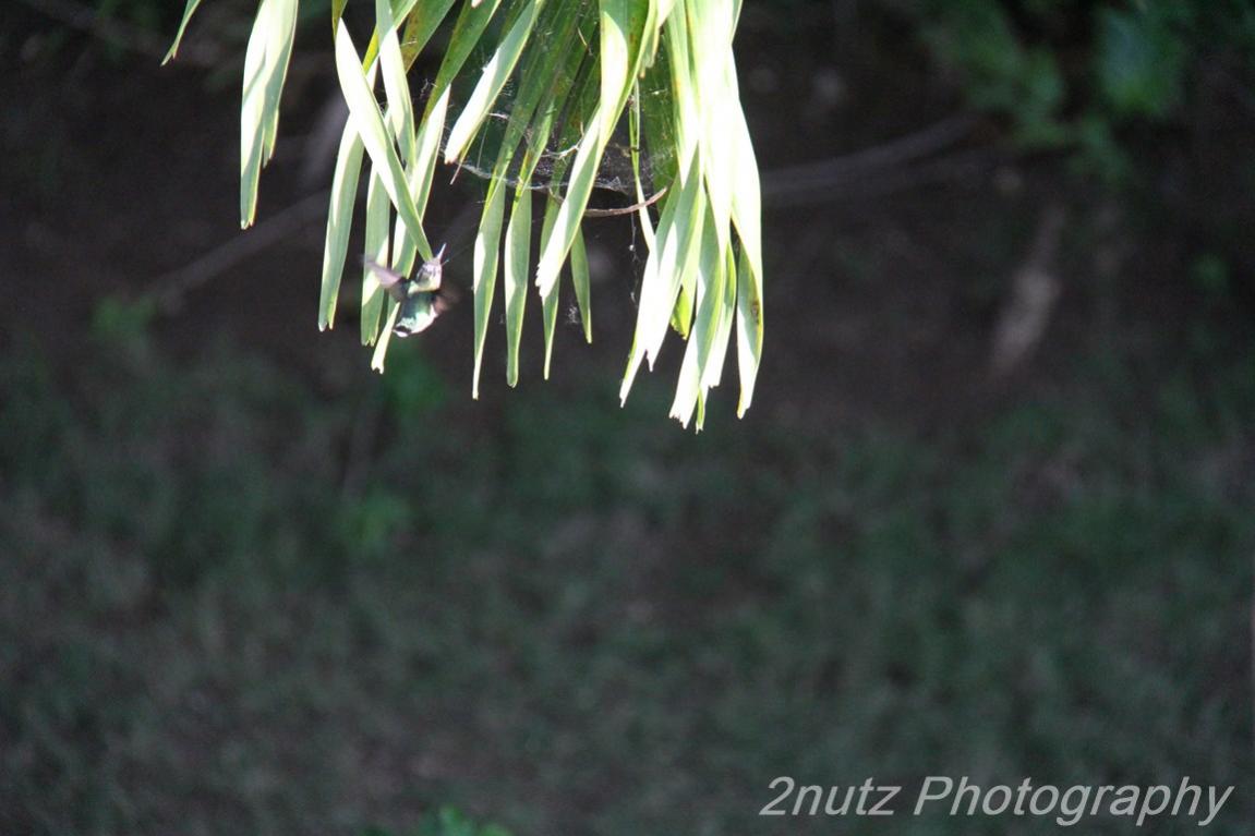 Name:  IMG_2130 (Copy).jpg
Views: 430
Size:  74.0 KB