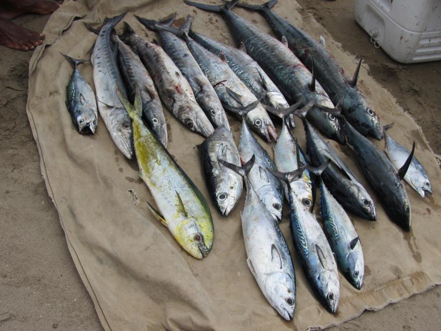 Name:  Day's Catch.jpg
Views: 332
Size:  95.3 KB