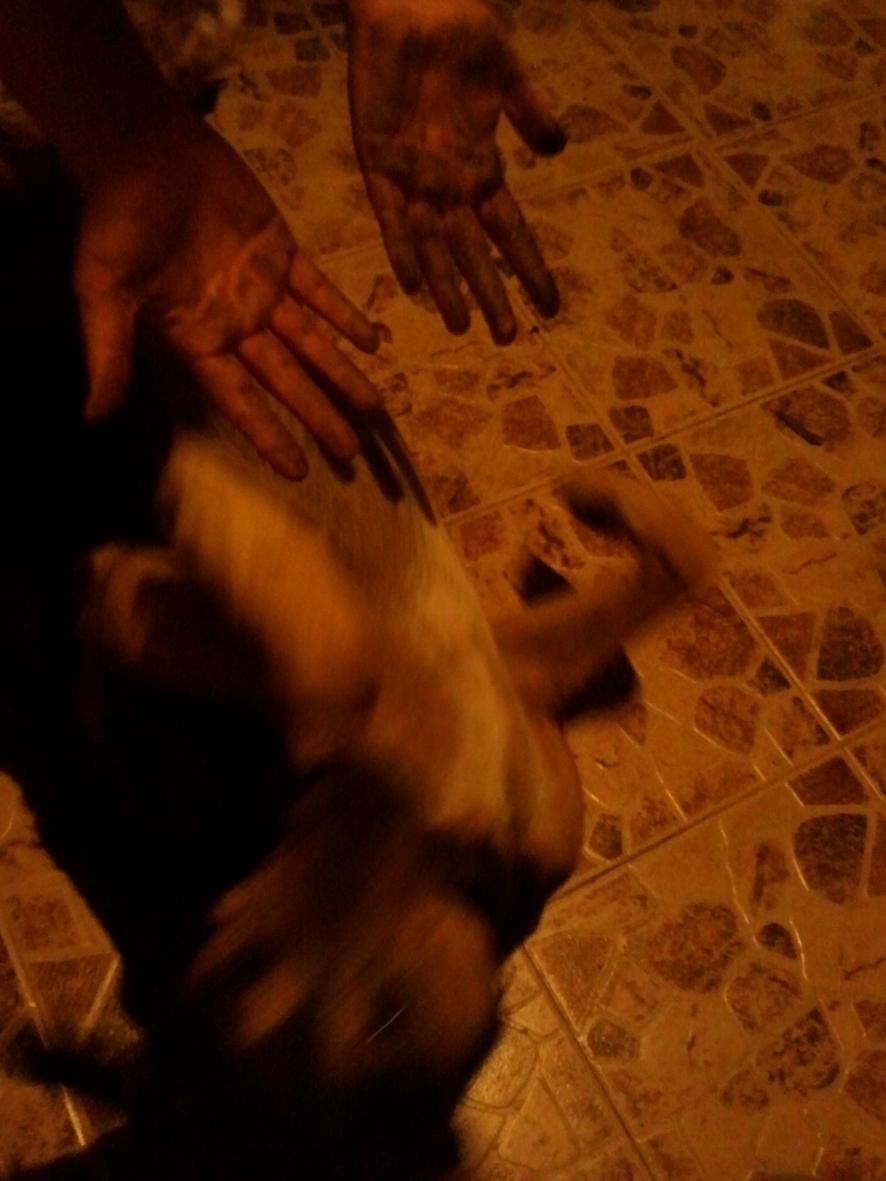 Name:  dog3.jpg
Views: 399
Size:  84.1 KB