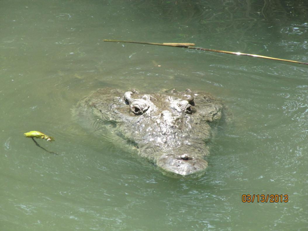 Name:  Negril 2013 181.jpg
Views: 1390
Size:  92.1 KB