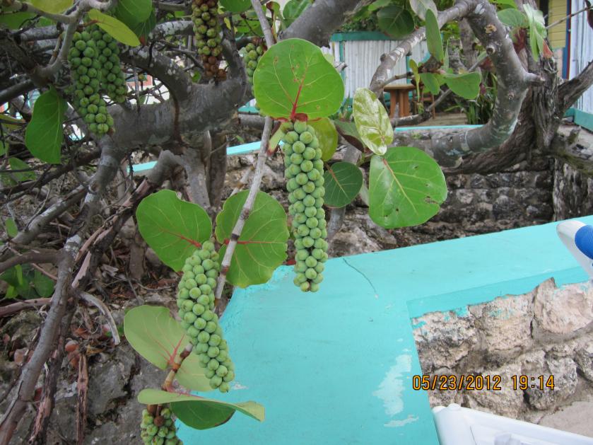 Name:  Negril 2012 116.jpg
Views: 591
Size:  96.7 KB