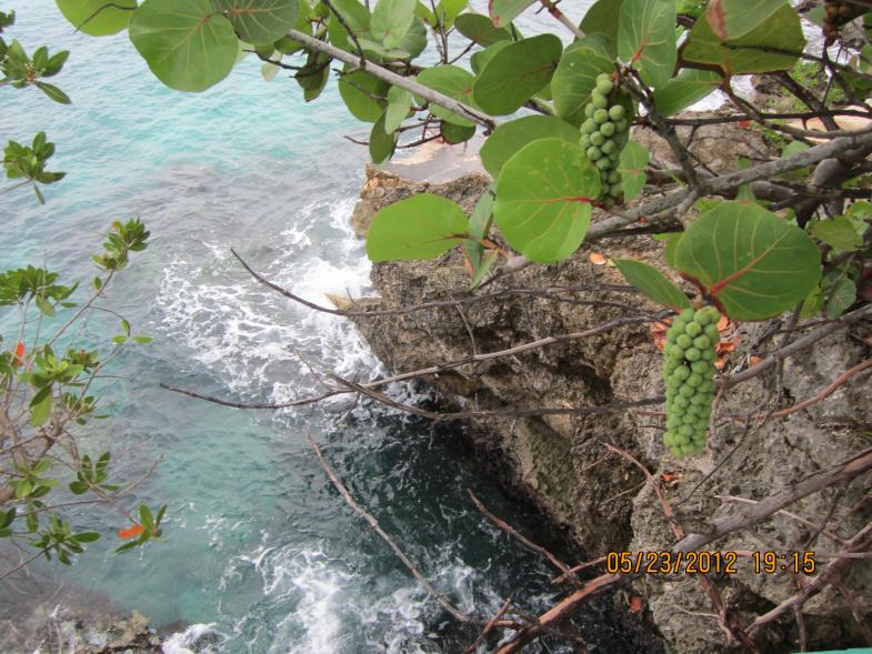 Name:  Negril 2012 117.jpg
Views: 516
Size:  99.3 KB