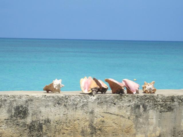 Name:  jamaica 046.jpg
Views: 1303
Size:  34.5 KB