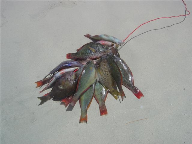 Name:  DSC00104 (Small).JPG
Views: 194
Size:  35.7 KB