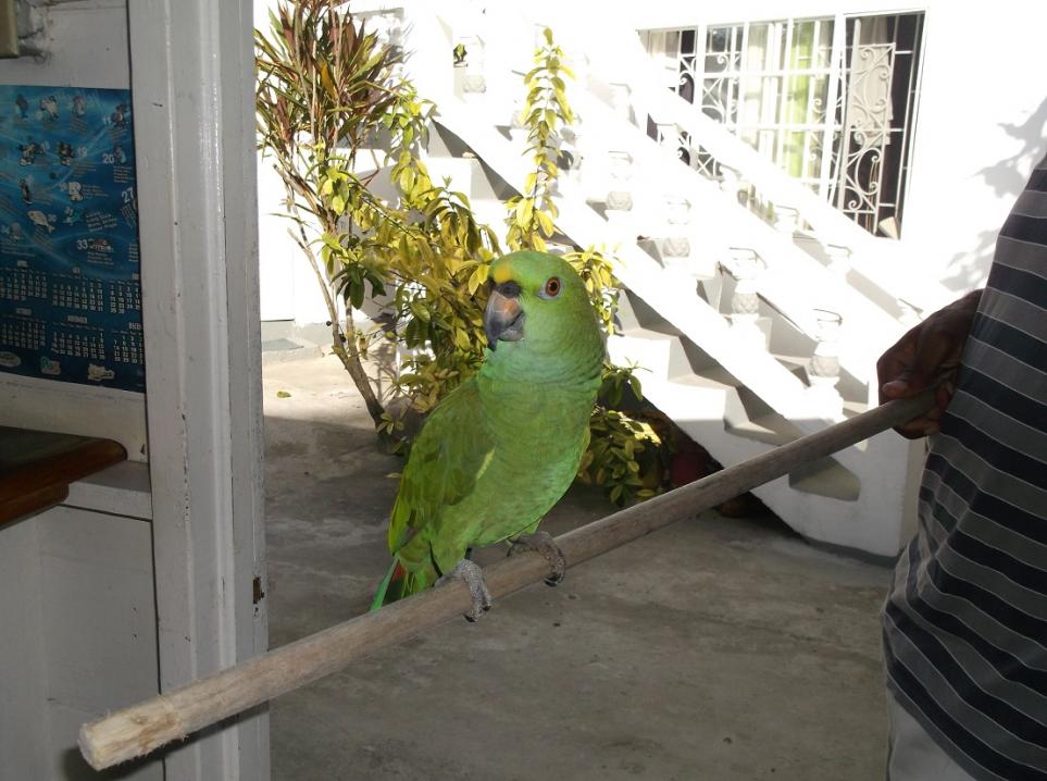 Name:  parrot.jpg
Views: 849
Size:  91.6 KB