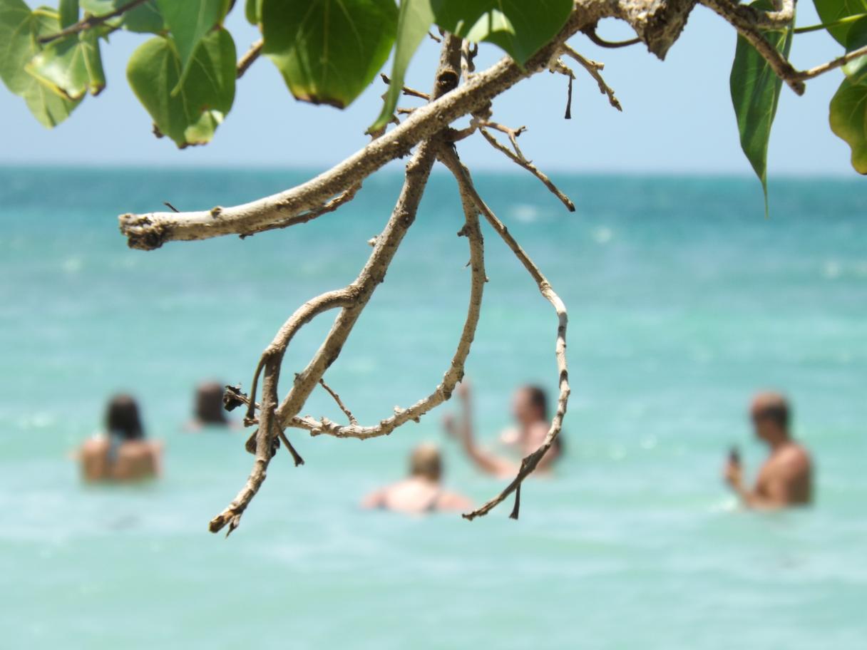 Name:  jamaica apr2013 new camera pt 1 681.jpg
Views: 1922
Size:  77.7 KB