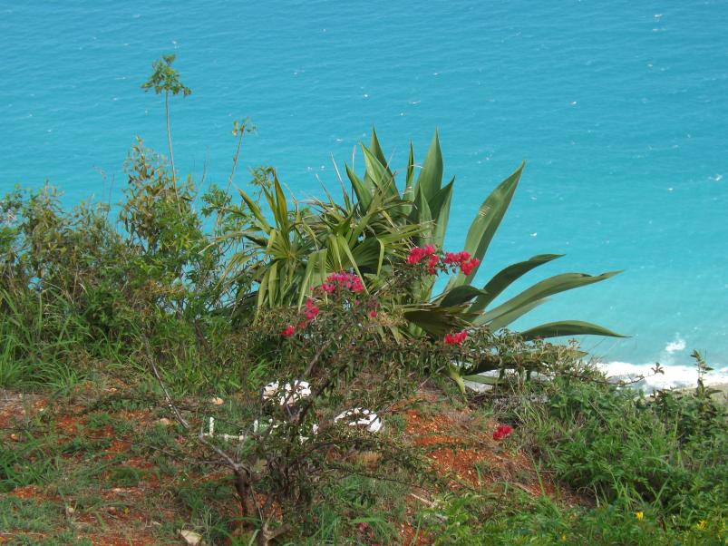 Name:  jamaica apr2013 new camera pt 1 725.jpg
Views: 1905
Size:  97.8 KB