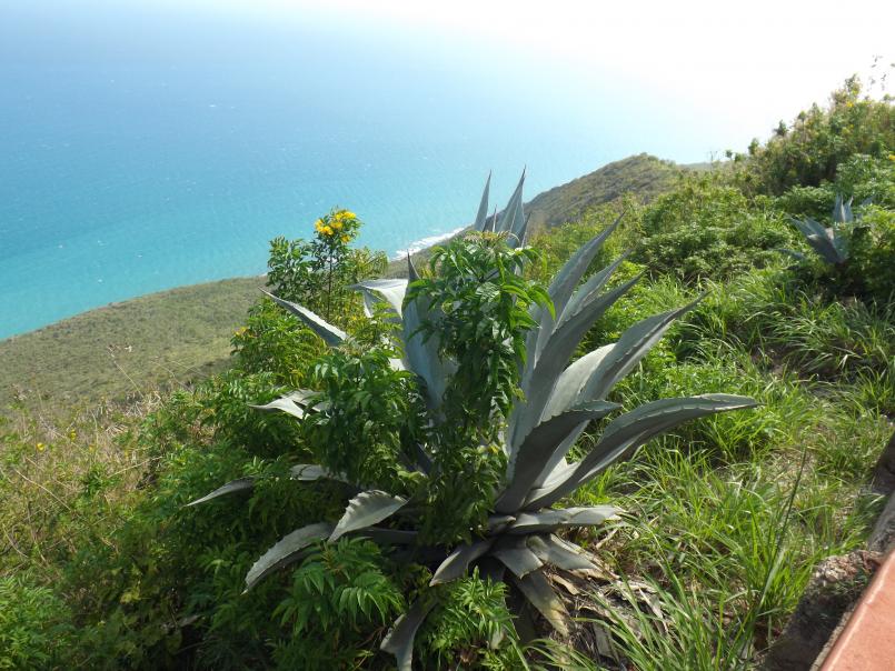 Name:  jamaica apr2013 new camera pt 1 727.jpg
Views: 1927
Size:  97.4 KB