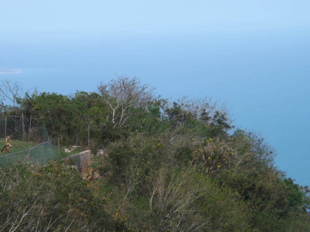 Name:  jamaica apr2013 new camera pt 1 731.jpg
Views: 1902
Size:  93.7 KB