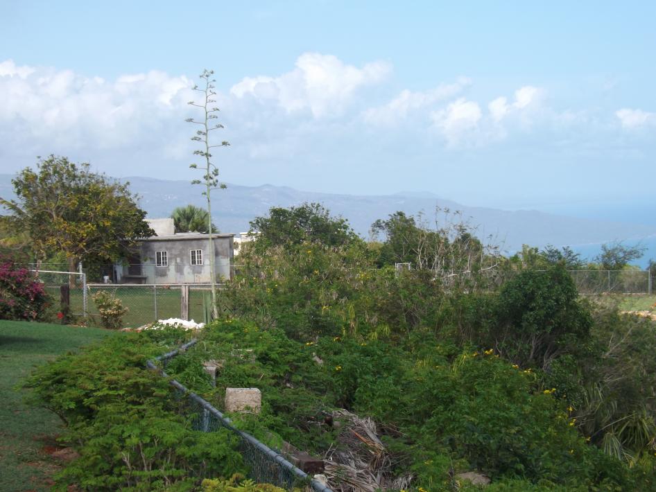 Name:  jamaica apr2013 new camera pt 1 732.jpg
Views: 1895
Size:  95.2 KB