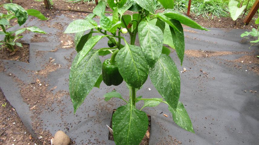 Name:  Pepper June 1.jpg
Views: 1424
Size:  98.4 KB