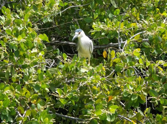Name:  bird2.jpg
Views: 765
Size:  105.3 KB