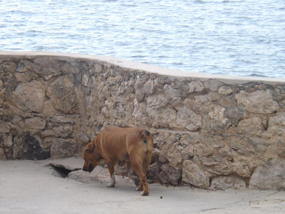 Name:  jamaica apr2013 new camera pt 1 923.jpg
Views: 1550
Size:  94.4 KB