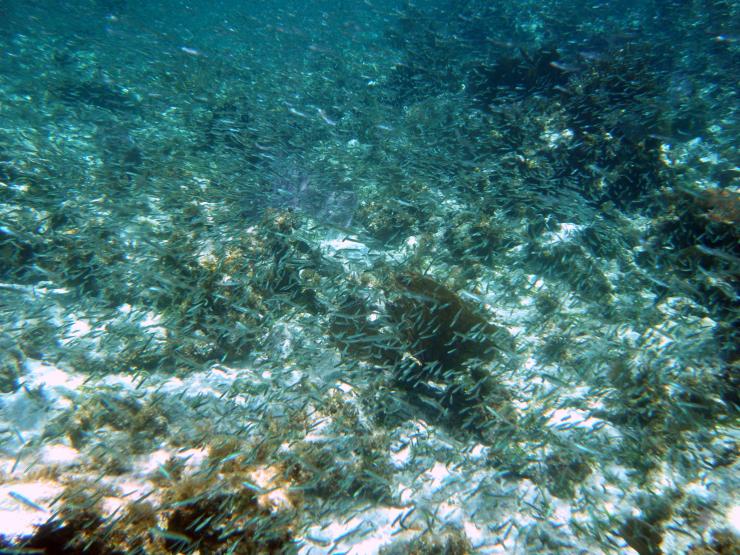 Name: DSCF5294.jpg
Views: 479
Size: 100.6 KB