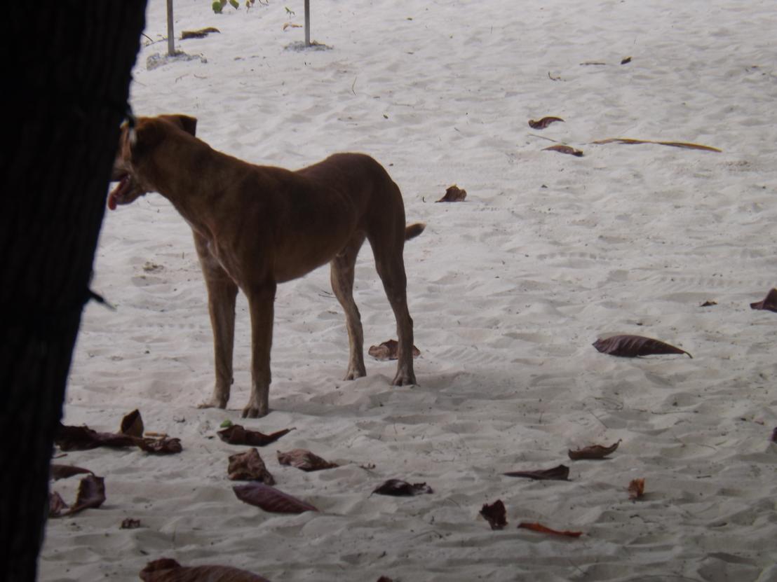 Name:  jamaica apr2013 new pt2 017.jpg
Views: 1367
Size:  83.5 KB