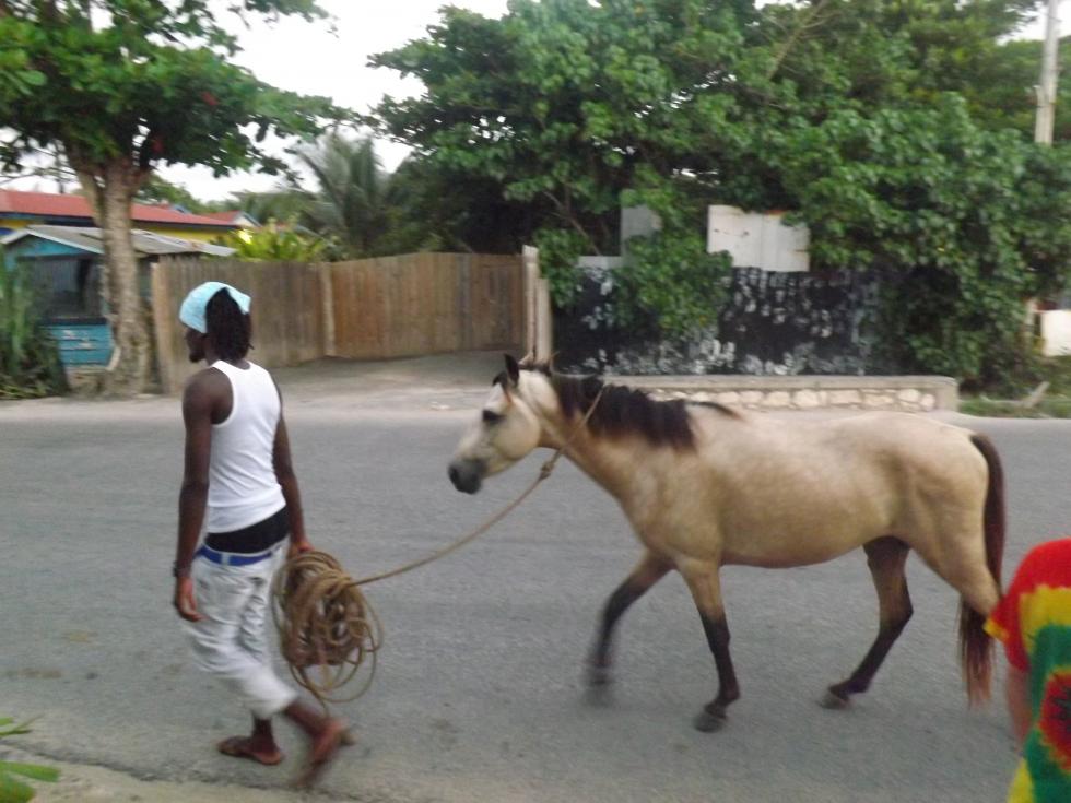 Name:  jamaica apr2013 new pt2 086.jpg
Views: 1315
Size:  90.3 KB