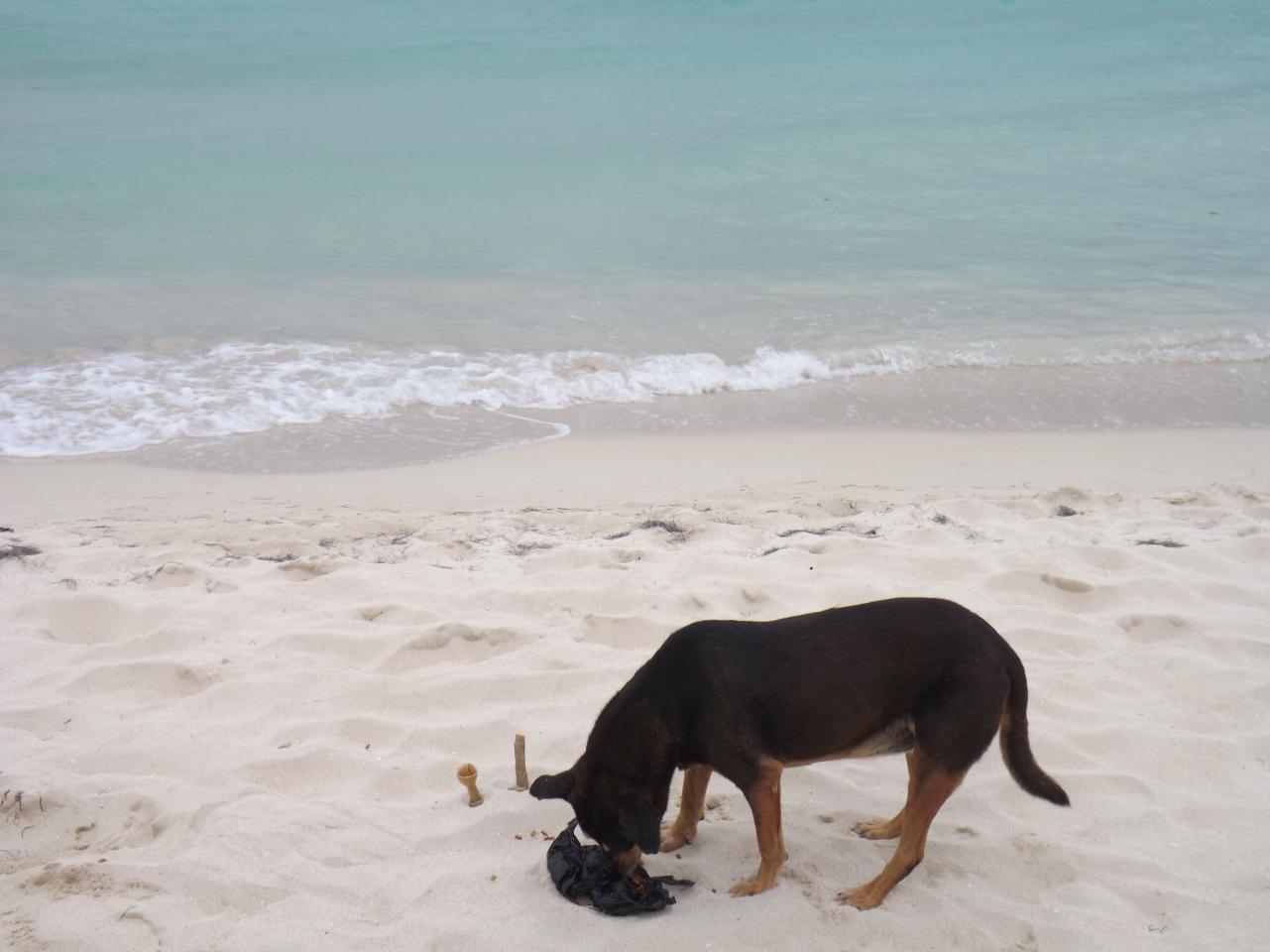 Name:  jamaica apr2013 new pt2 122.jpg
Views: 1341
Size:  86.3 KB