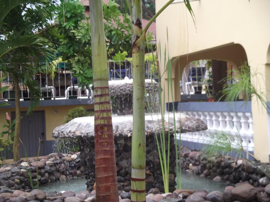 Name:  jamaica april2013 red camera 046.jpg
Views: 1986
Size:  92.8 KB