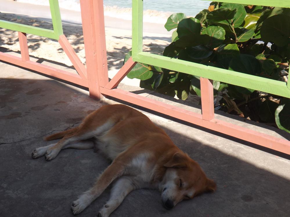 Name:  jamaica apr2013 new pt2 139.jpg
Views: 1612
Size:  90.1 KB