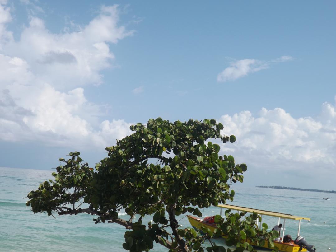 Name:  jamaica apr2013 new pt2 140.jpg
Views: 1634
Size:  87.1 KB