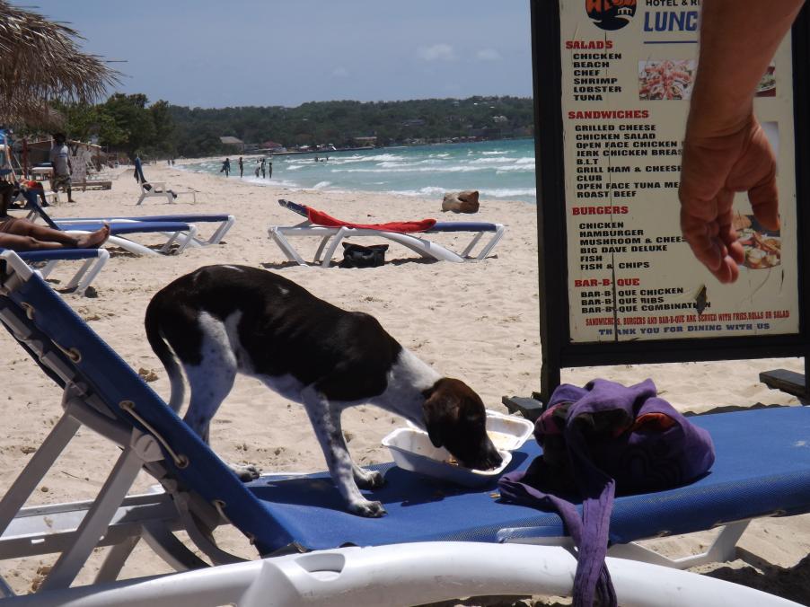 Name:  jamaica apr2013 new pt2 161.jpg
Views: 1411
Size:  94.5 KB