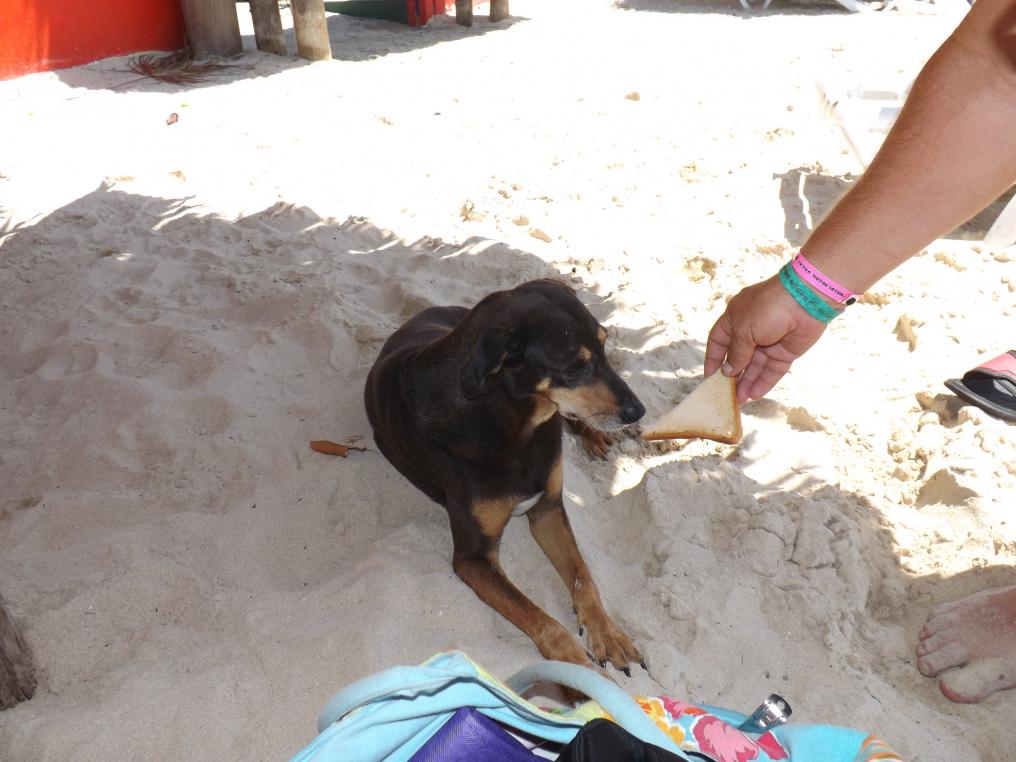 Name:  jamaica apr2013 new pt2 165.jpg
Views: 1396
Size:  91.9 KB