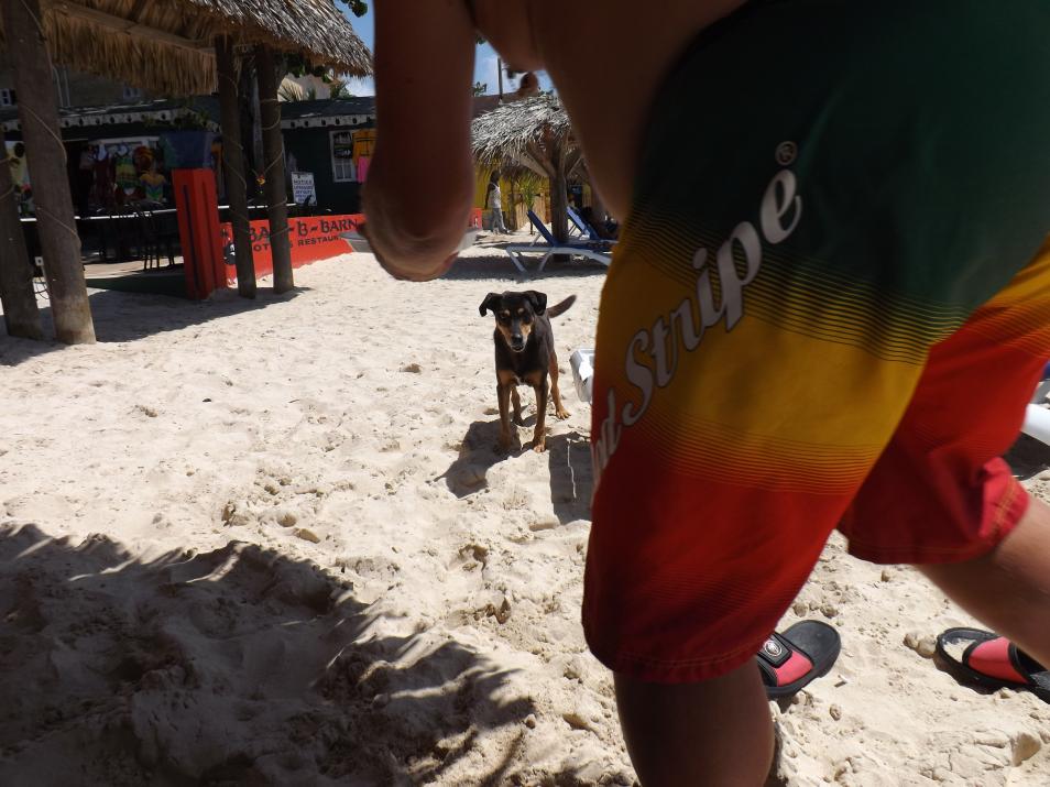 Name:  jamaica apr2013 new pt2 169.jpg
Views: 1403
Size:  93.1 KB